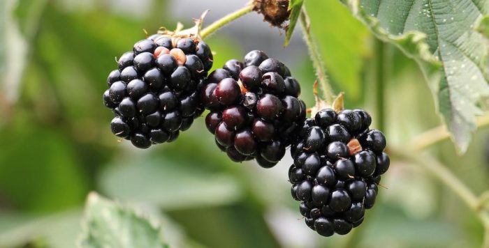 Reife Brombeeren an einer Ranke als Beispiel für geeignete Beeren zum Einkochen