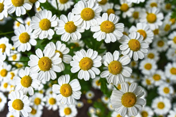 Weiße Kamillenblüten mit gelber Mitte vor der Ernte